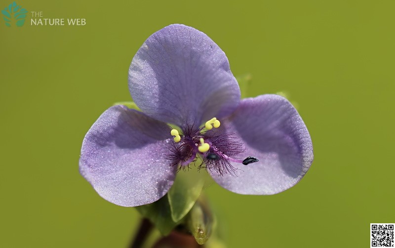 Large Dewflower